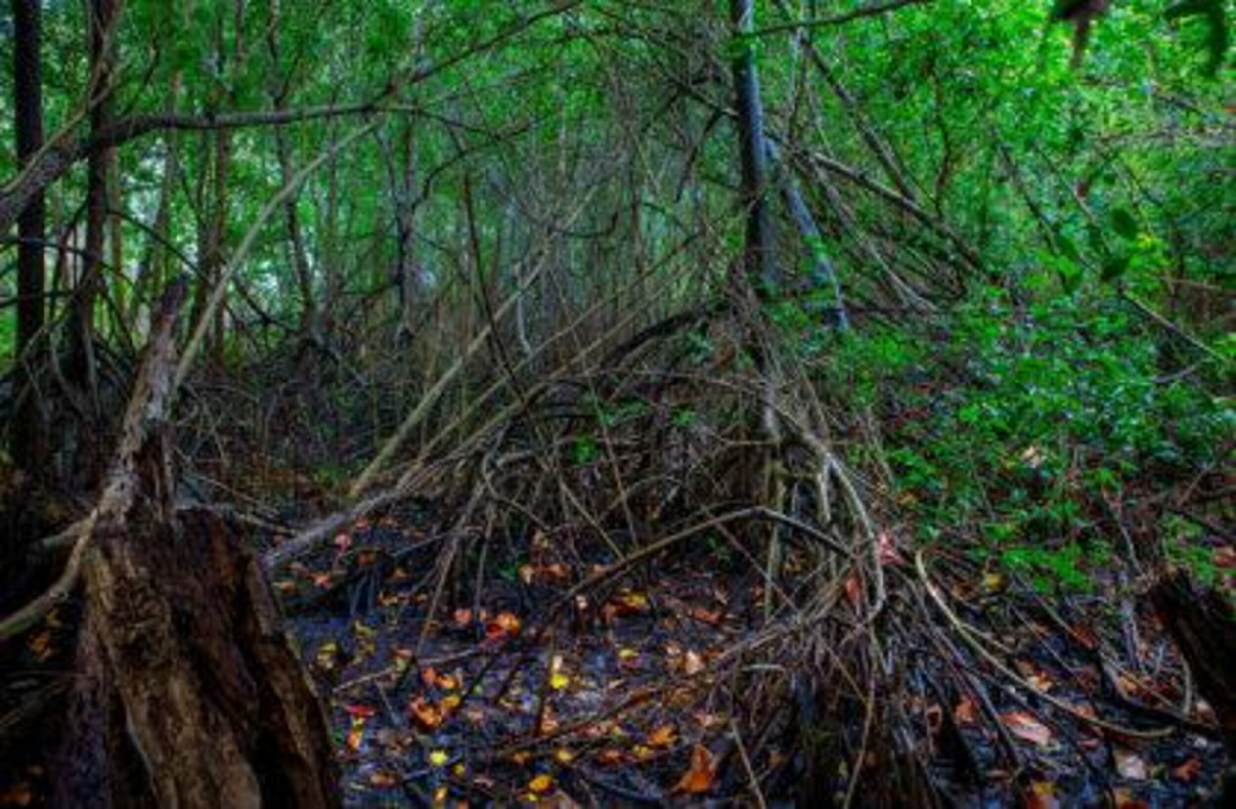 ecourbanlaw-manglar